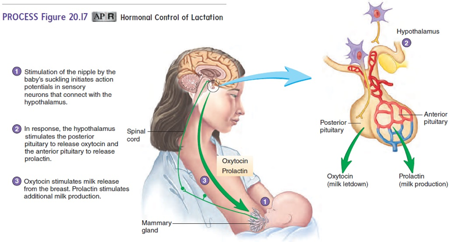 Understanding the Fundamentals: What Hormones Are Released During Breastfeeding